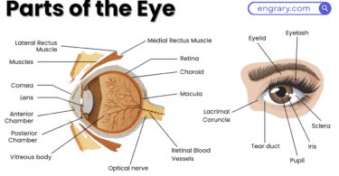 Parts of the eye full labeled diagram cornea iris pupil lens retina optic nerve