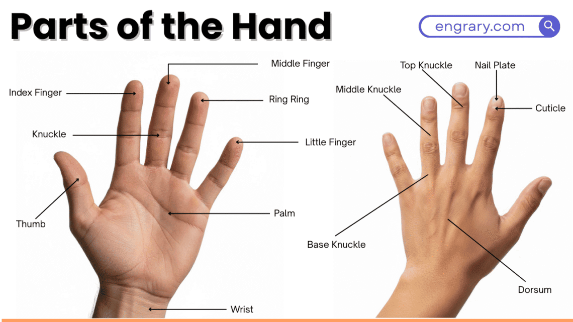 Parts of the hand in English with labeled diagram showing palm, fingers, thumb, wrist and knuckles