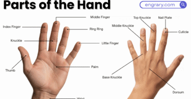 Parts of the hand in English with labeled diagram showing palm, fingers, thumb, wrist and knuckles