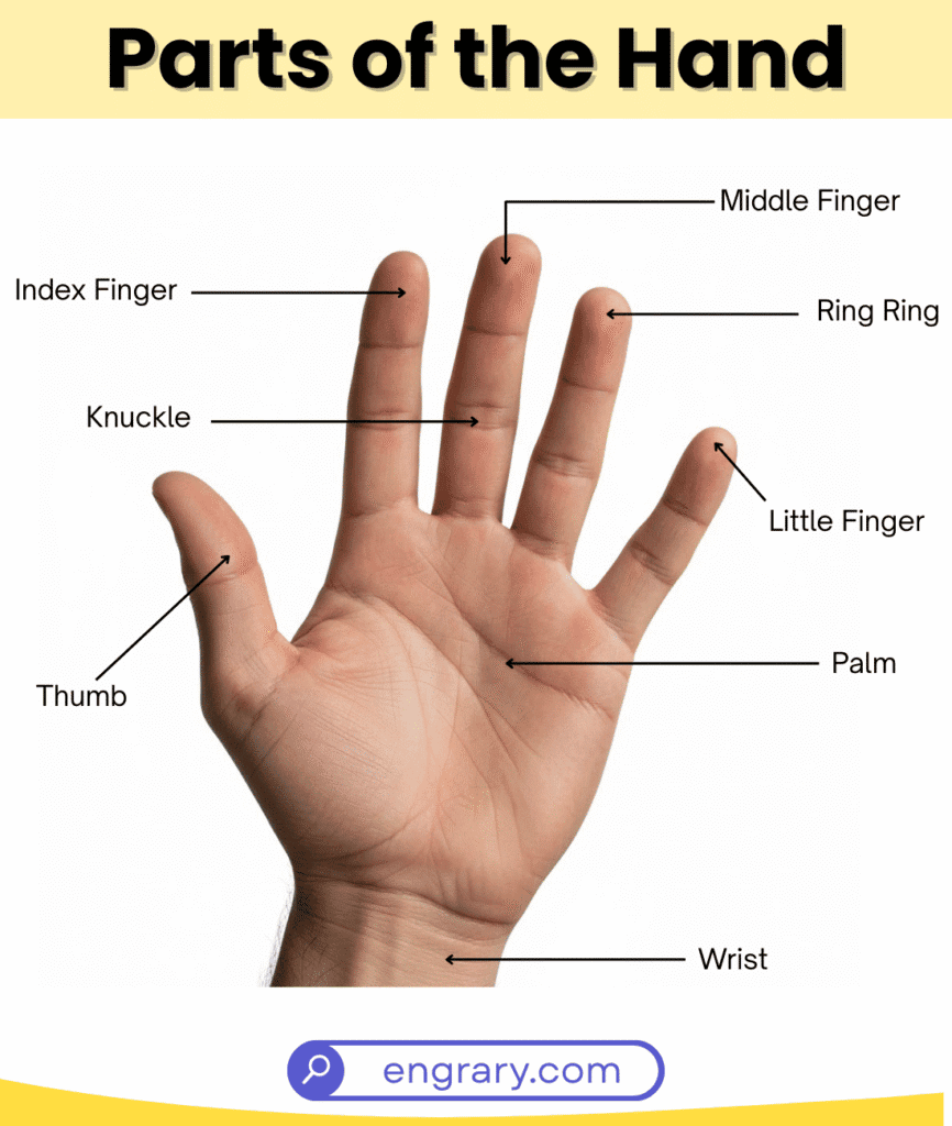 Complete list of parts of the hand in English with pictures including fingers, palm, wrist and joints