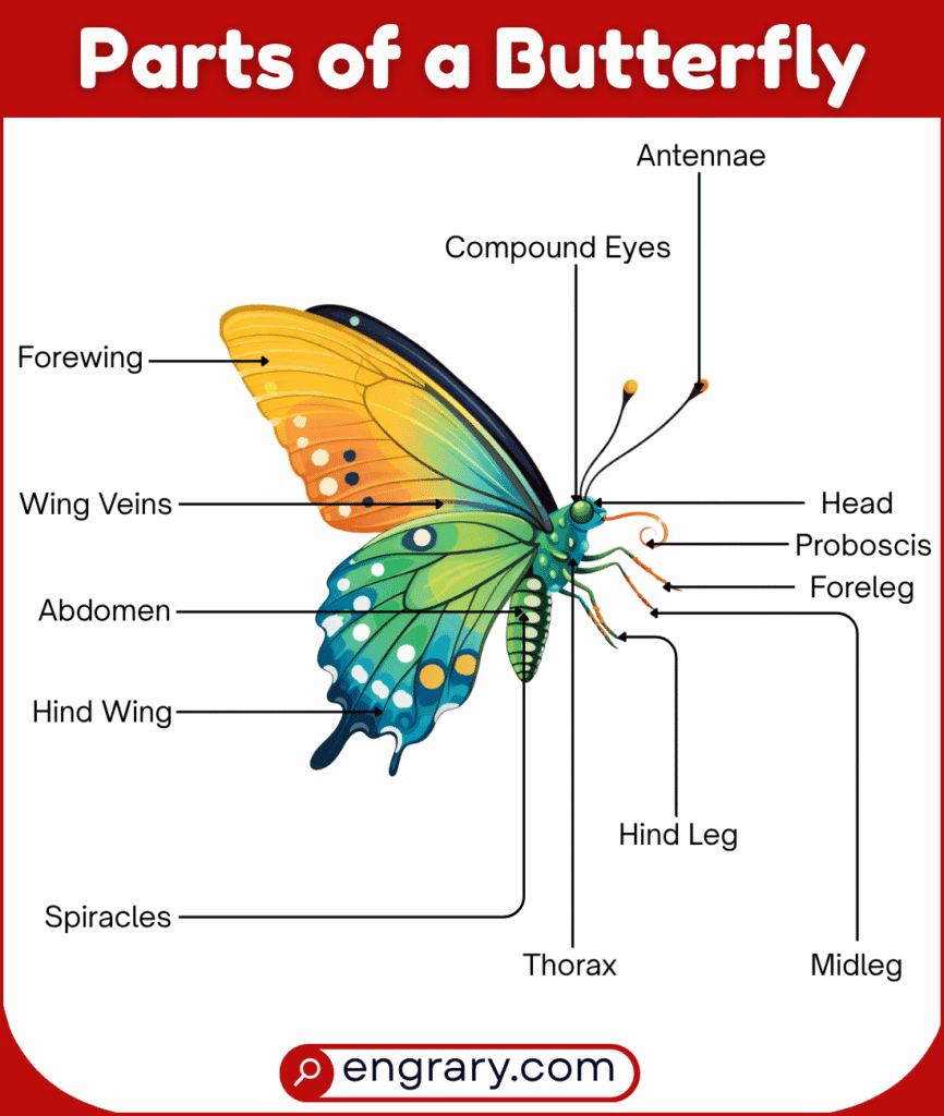 Complete list of butterfly parts with pictures showing head parts, wing parts, leg parts, and abdomen parts