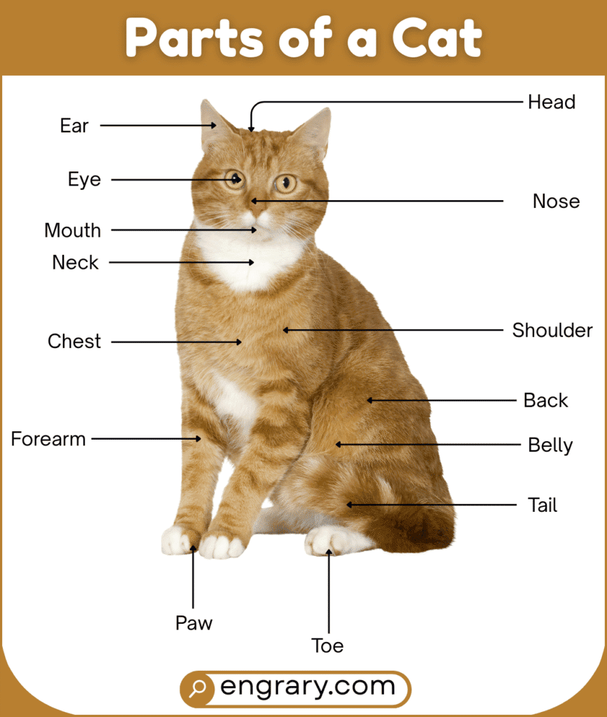 Complete list of cat body parts in English with pictures showing the ears, eyes, nose, whiskers, neck, body, legs, paws, and tail