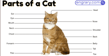Parts of a cat with labeled diagram showing the head, ears, eyes, whiskers, neck, body, legs, paws, claws, and tail