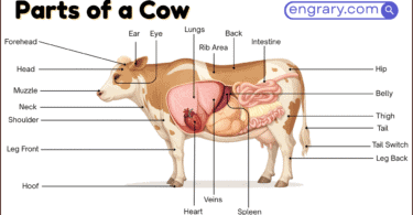 Cow body parts 70 plus names with functions chart showing head parts, body parts, leg parts, udder parts, tail parts, and internal organs