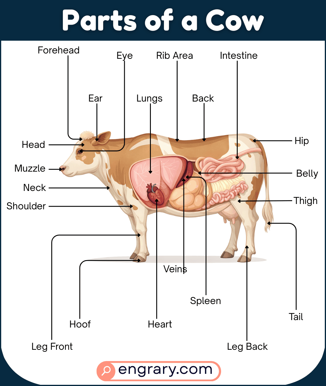 Cow body parts labeled diagram showing the head, horns, ears, eyes, muzzle, neck, body, legs, udder, hooves, and tail