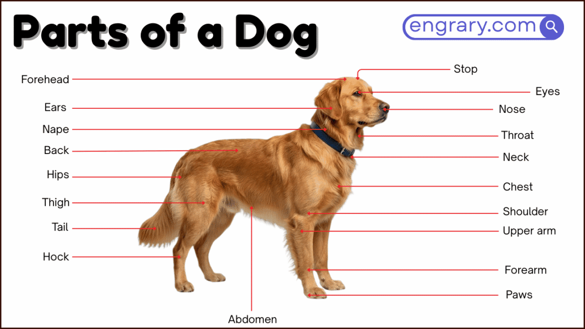 Dog parts names with labeled diagram showing head, neck, chest, back, legs, paws, and tail