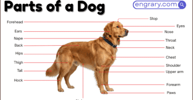 Dog parts names with labeled diagram showing head, neck, chest, back, legs, paws, and tail