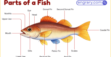 Parts of a fish with labeled diagram showing the head, fins, gills, scales, lateral line, tail, and internal organs