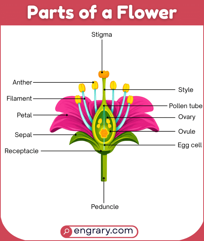 Complete list of flower parts with names and labeled diagram