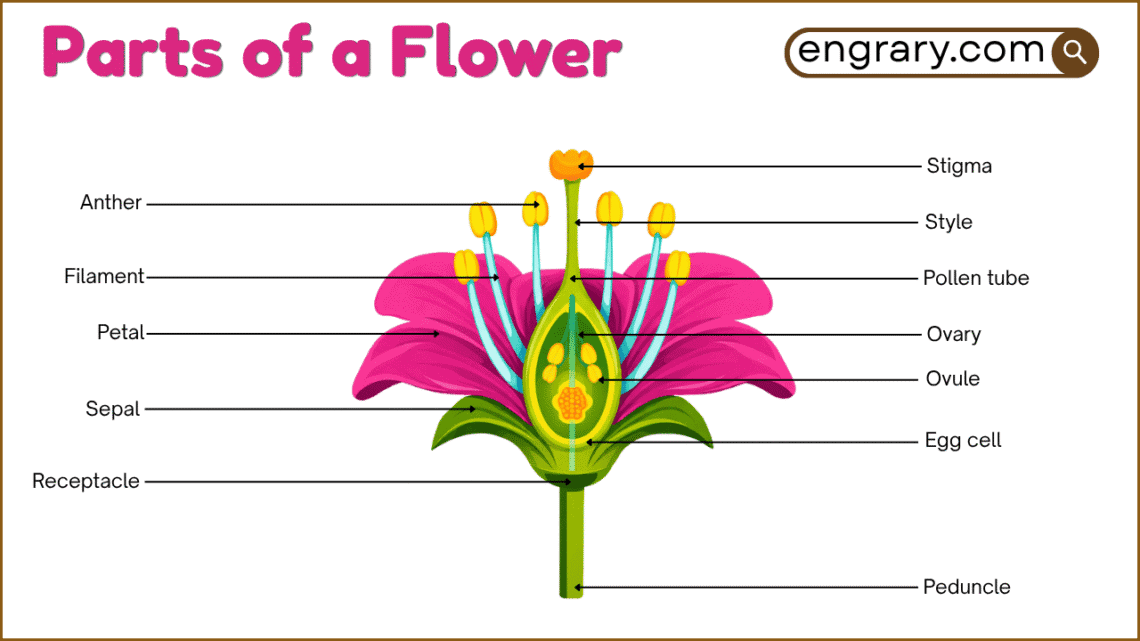 Parts of a flower labeled diagram showing petals, sepals, stamen, pistil, ovary, ovule, and receptacle