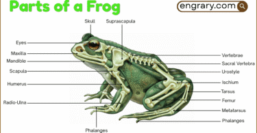 Parts of a frog labeled diagram showing the head, eye, tympanum, limbs, webbed foot, skin, and major internal organs