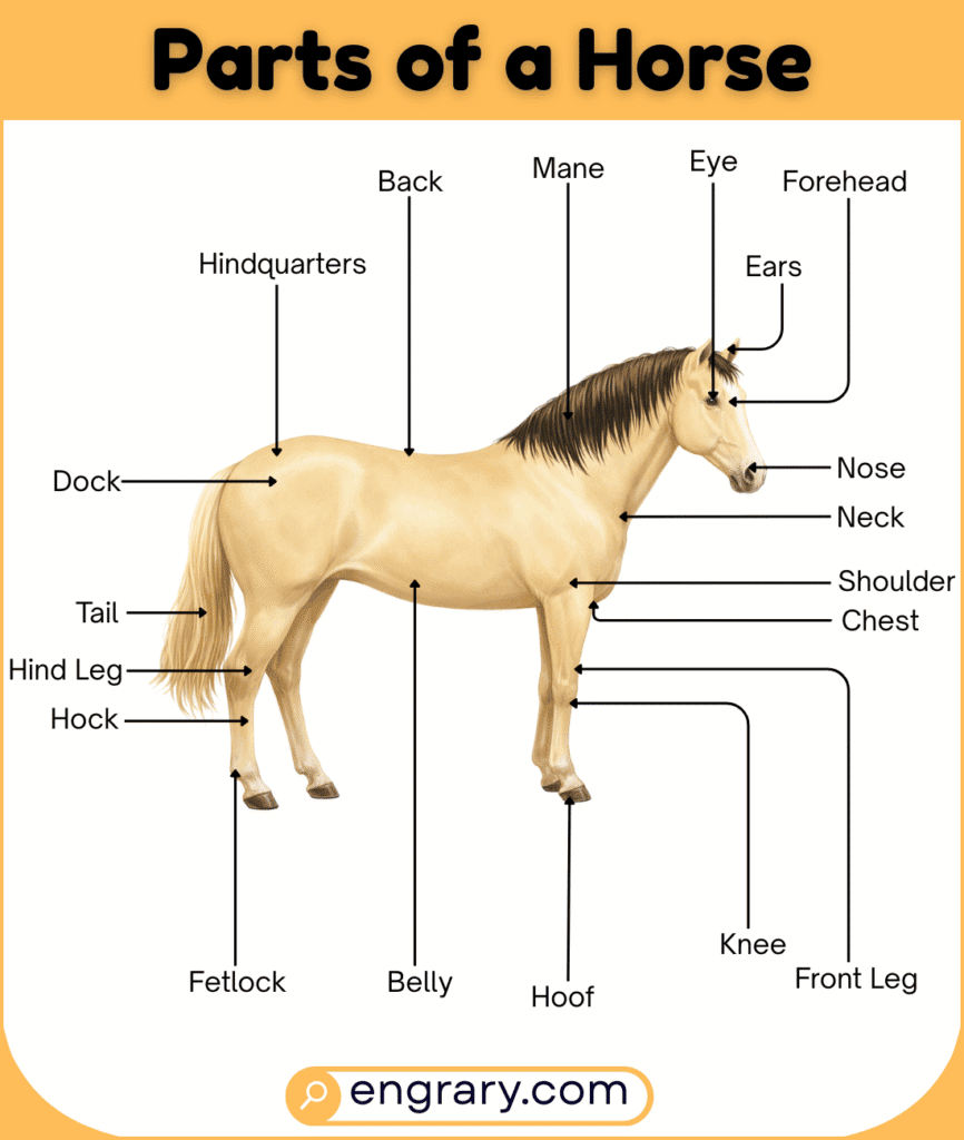 Complete list of horse body parts with pictures showing head, body, legs, hoof, and tail
