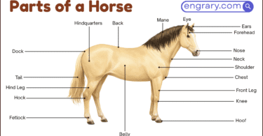 Parts of a horse labeled diagram showing head, neck, body, legs, hoof, and tail