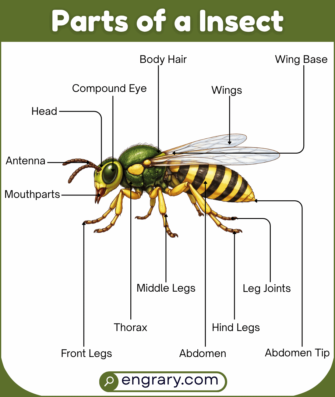 Complete list of insect parts names with functions and pictures showing head parts, thorax parts, leg parts, wing parts, abdomen parts, and the external covering