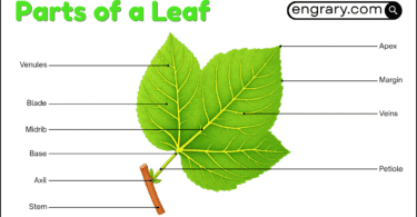 Leaf parts names with labeled diagram showing the blade, apex, margin, midrib, veins, petiole, stomata, and internal tissues