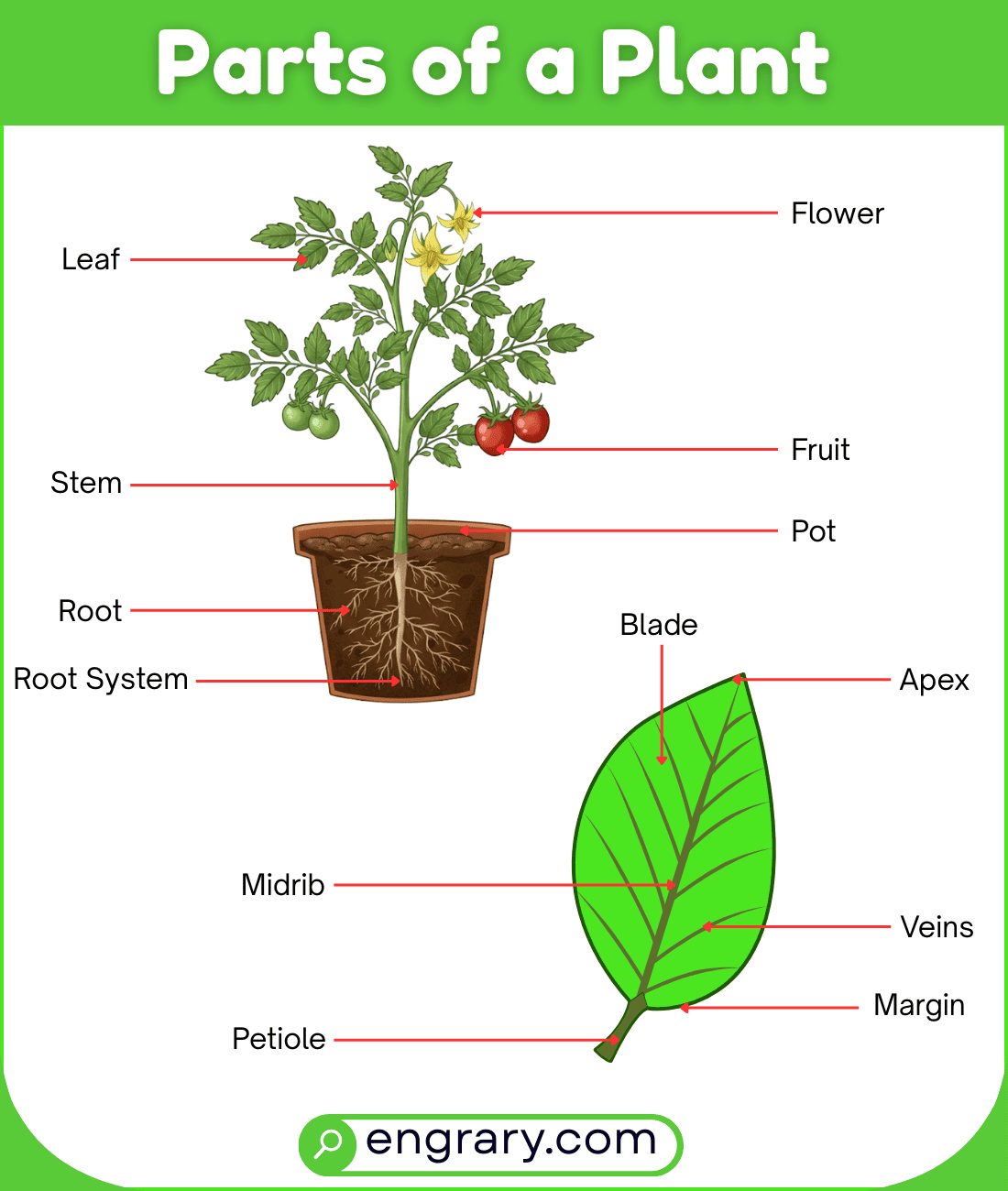 Complete list of plant parts with pictures showing 50 plus plant names including roots, leaves, flower parts, and seed parts