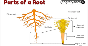 Parts of a root labeled diagram showing the root cap, apical meristem, root hairs, cortex, endodermis, stele, xylem, and phloem