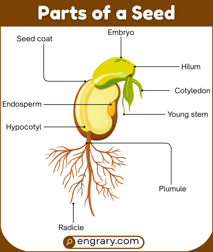 Complete list of seed parts with names and labeled diagram