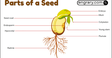 Parts of a seed labeled diagram showing the seed coat, hilum, micropyle, cotyledon, endosperm, embryo axis, plumule, and radicle