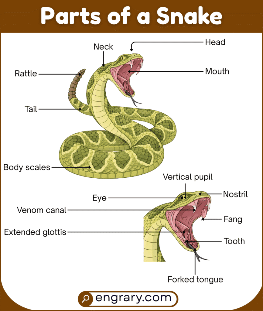 Complete list of snake parts names with functions and pictures showing outer parts, head parts, body parts, internal organs, and specialized structures