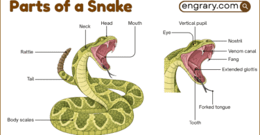 Parts of an Insect With Names, Functions, and Labeled Diagram • Engrary
