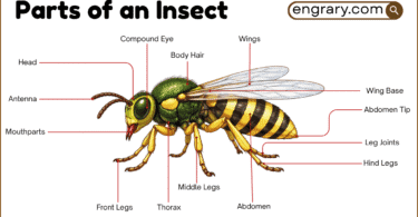 Parts of an insect with names, functions, and labeled diagram showing the head, thorax, abdomen, antennae, eyes, mouthparts, legs, wings, and spiracles