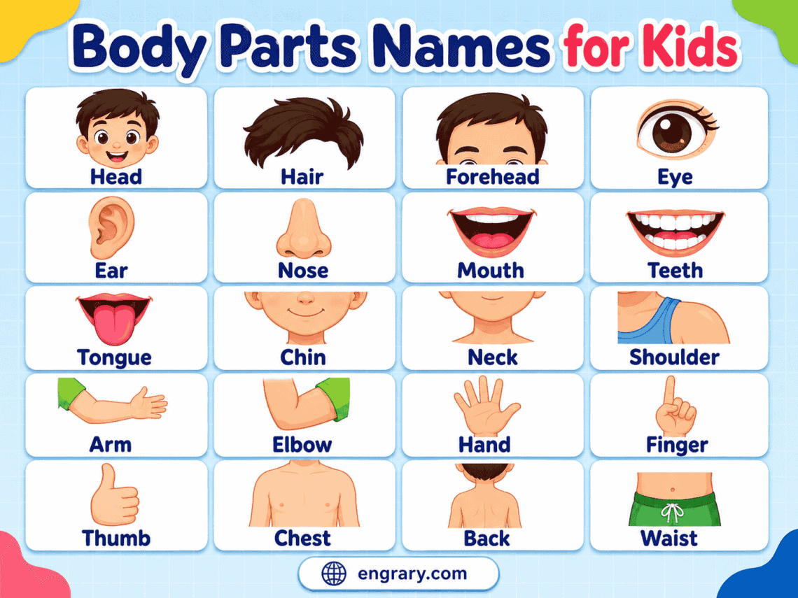 Body Parts Names for Kids: Easy List from Head to Toe