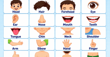 Body Parts Names for Kids: Easy List from Head to Toe