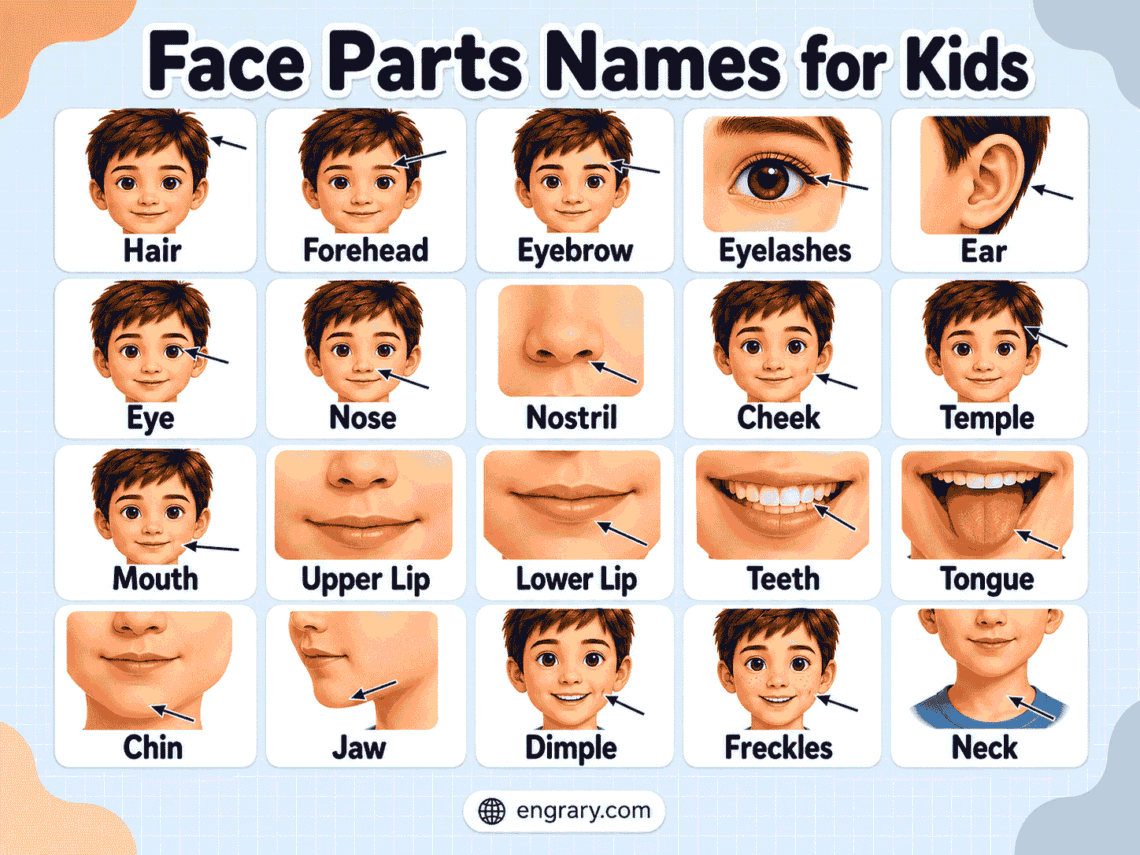 Face Parts Names for Kids: Easy List with Meanings & Pictures 