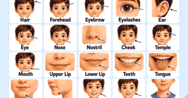 Face Parts Names for Kids: Easy List with Meanings & Pictures 