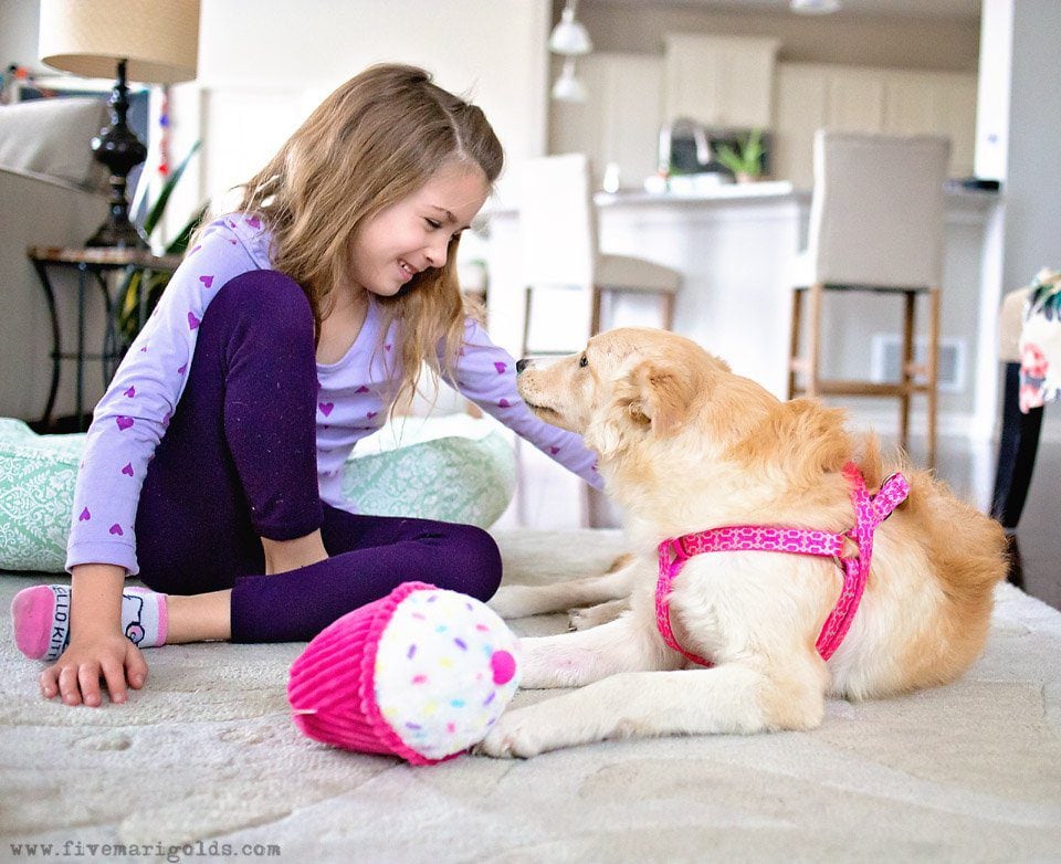 5 Tips for Photographing Dogs | Five Marigolds #FeedDogsPurina #ad