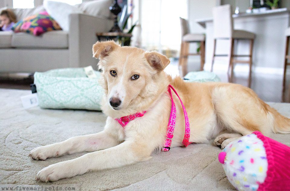 5 Tips for Photographing Dogs | Five Marigolds #FeedDogsPurina #ad