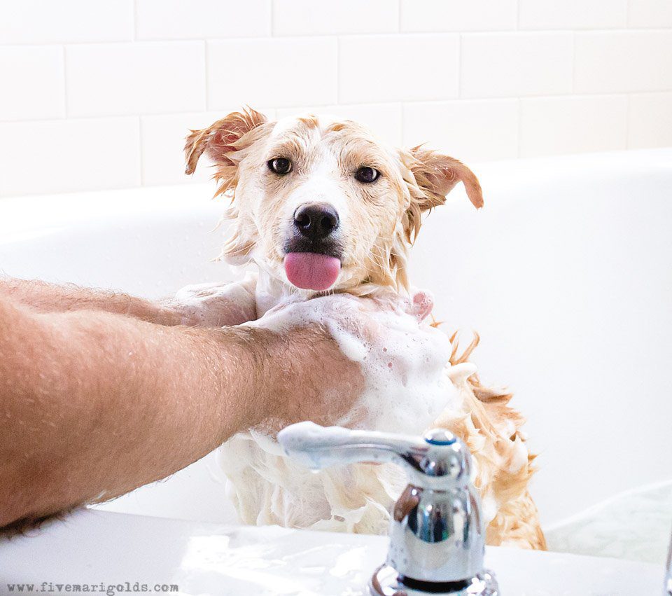 5 Tips for Photographing Dogs | Five Marigolds #FeedDogsPurina #ad