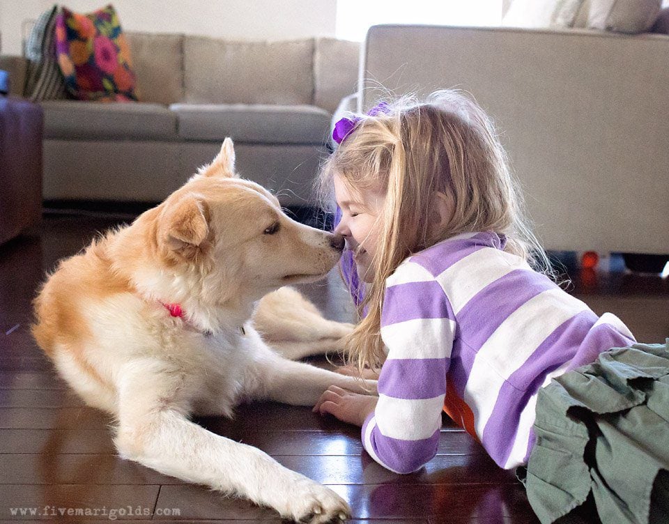 5 Tips for Photographing Dogs | Five Marigolds #FeedDogsPurina #ad