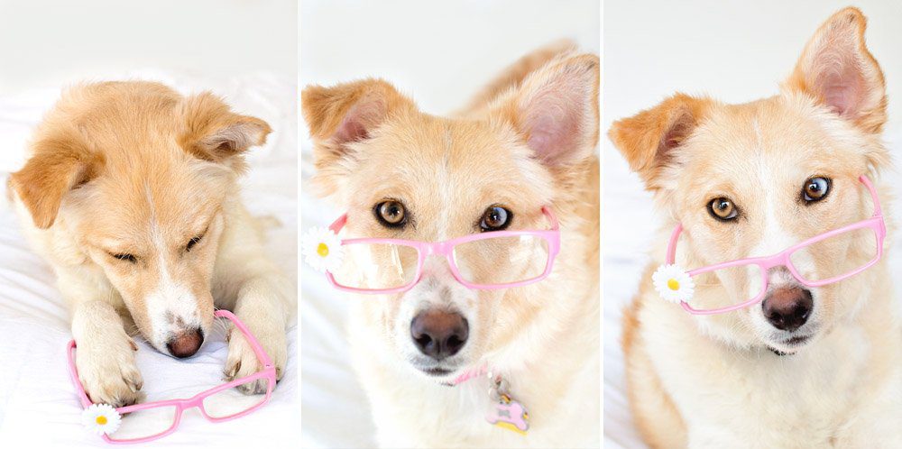 5 Tips for Photographing Dogs | Five Marigolds #FeedDogsPurina #ad