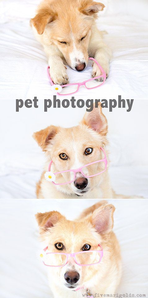 5 Pet Photography Tips for Photographing Dogs | Five Marigolds #ad #FeedDogsPurina @Target