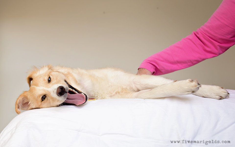 5 Tips for Photographing Dogs | Five Marigolds #FeedDogsPurina #ad