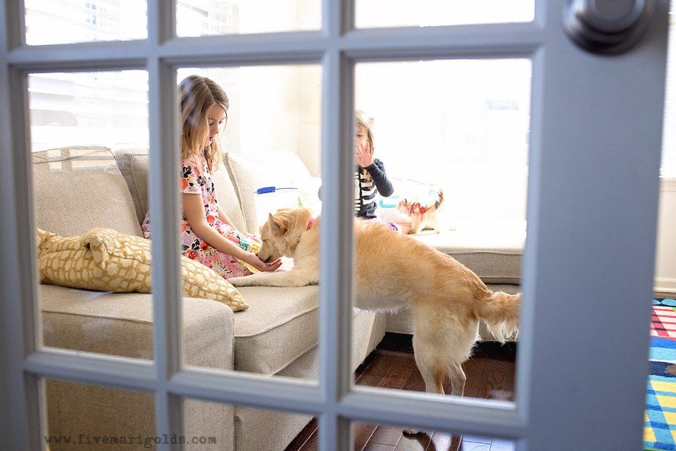 5 Tips for Photographing Dogs | Five Marigolds #FeedDogsPurina #ad