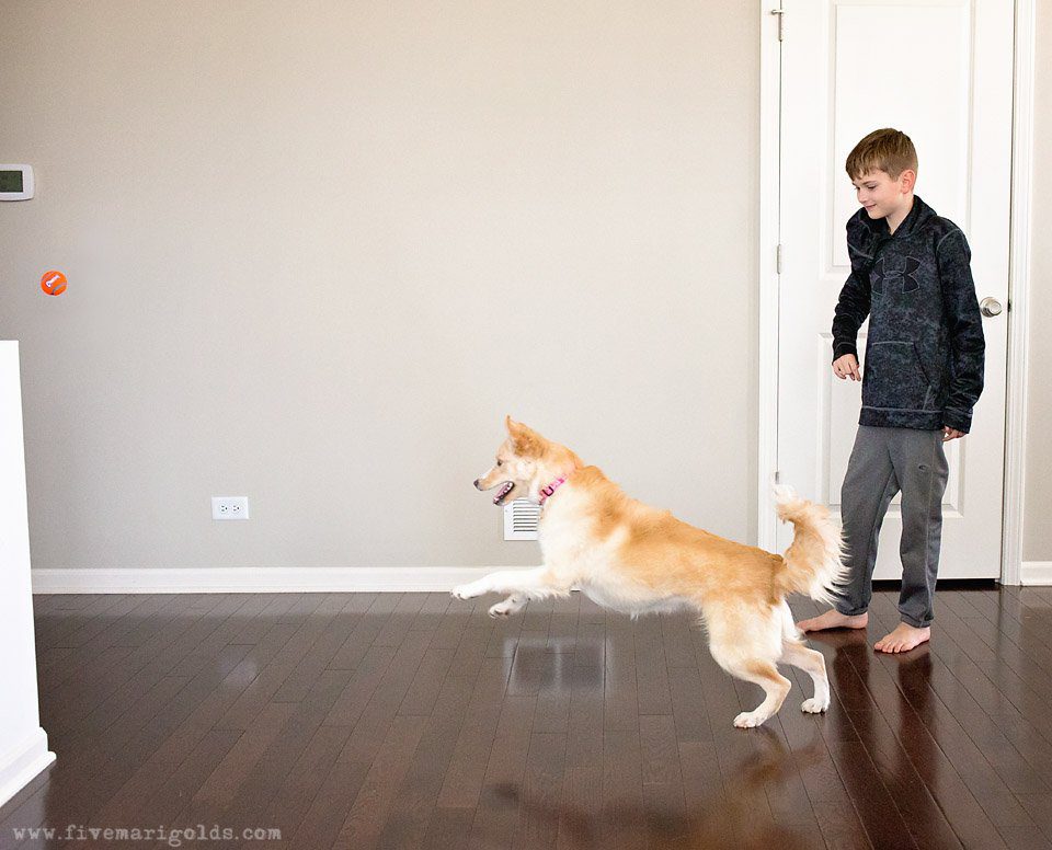 5 Tips for Photographing Dogs | Five Marigolds #FeedDogsPurina #ad