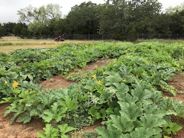 Image shows a large outdoor garden space full of squash growing. 