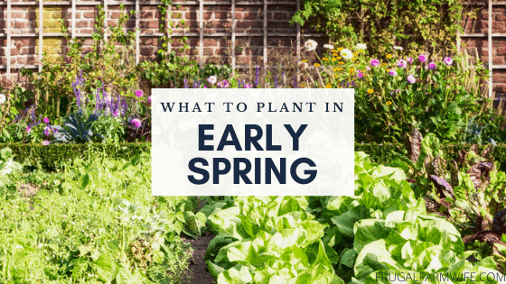 vegetables to plant in early spring