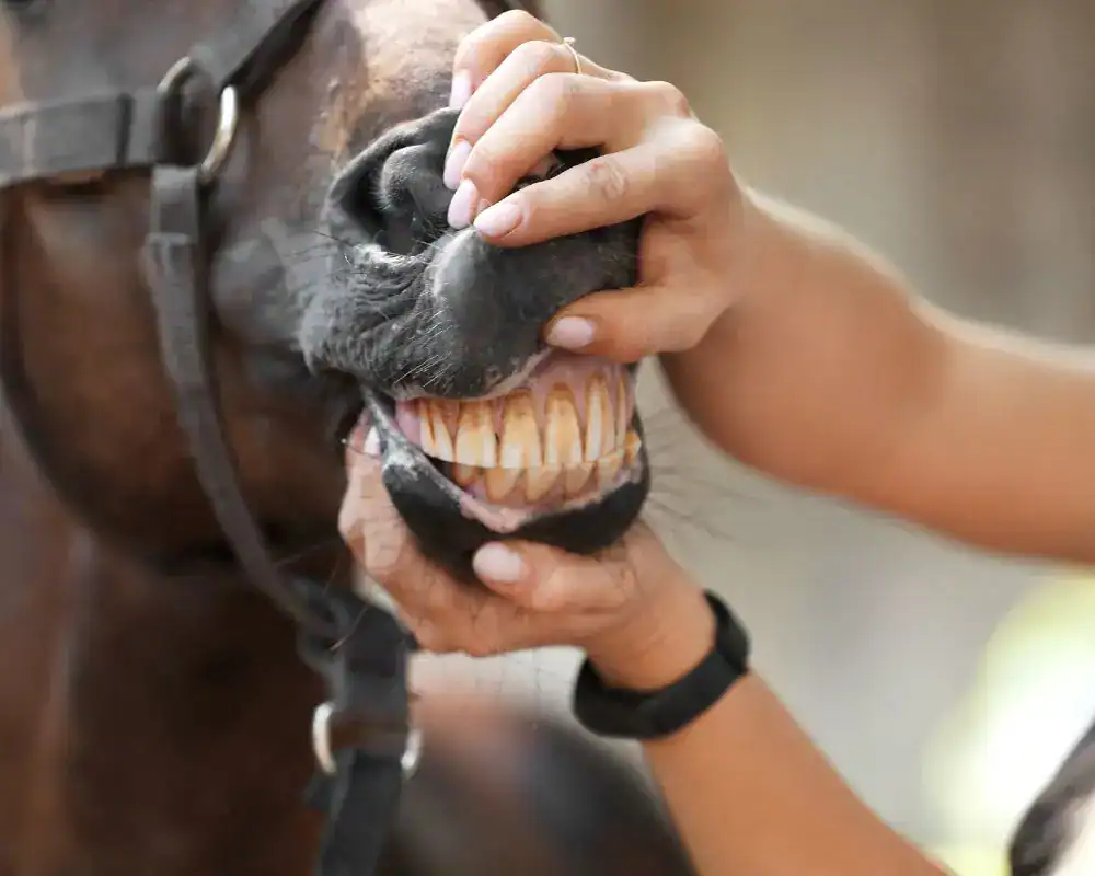 Efter en tandrasp af hest behandling