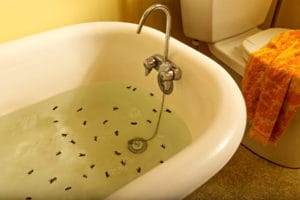 Holly Andres The Summer of the Hornets