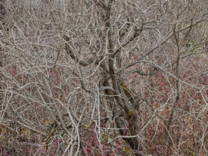 Interwoven bare branches in a chaotic, twisting pattern. Edward Burtynsky, Natural Order series.