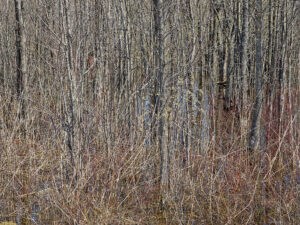 Thick tangle of multicolored young trees in a forested area. Edward Burtynsky Natural Order.