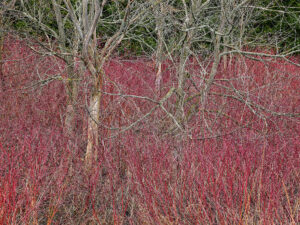 Tangled small trees with vibrant pink underbrush. Edward Burtynsky Grey County Ontario Natural Order.