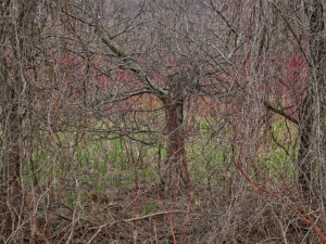 Thick cluster of small, multicolored trees tangled together. Edward Burtynsky Grey County Ontario Natural Order
