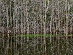 Bare gray tree line along a water's edge. Edward Burtynsky Grey County Ontario Natural Order