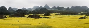 Bright yellow canola fields with hilly backdrop. Edward Burtynsky Water