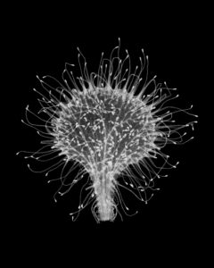 Tamas Dezso Everything is Leaf